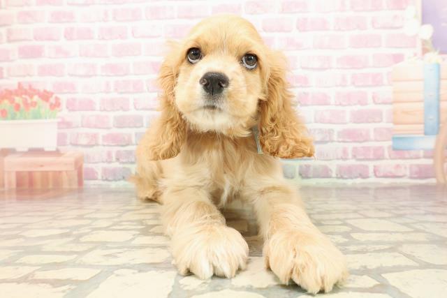 栃木県のアメリカンコッカースパニエル (Coo&RIKU宇都宮店/2025年8月5日生まれ/男の子/バフ)の子犬の1枚目の画像