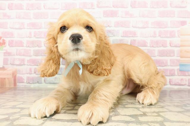 栃木県のアメリカンコッカースパニエル (Coo&RIKU宇都宮店/2025年8月5日生まれ/男の子/バフ)の子犬の2枚目の画像