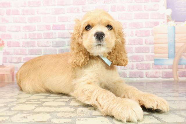 栃木県のアメリカンコッカースパニエル (Coo&RIKU宇都宮店/2025年8月5日生まれ/男の子/バフ)の子犬の3枚目の画像