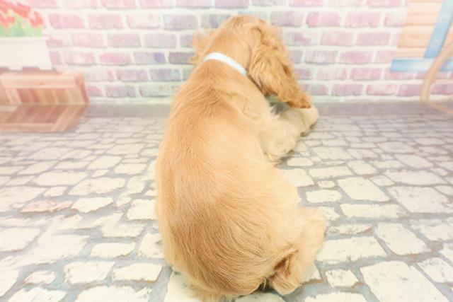 栃木県のアメリカンコッカースパニエル (Coo&RIKU宇都宮店/2025年8月5日生まれ/男の子/バフ)の子犬の4枚目の画像