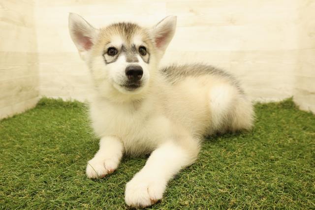 栃木県のシベリアンハスキー (Coo&RIKUFKDインターパーク店/2025年8月8日生まれ/女の子/シルバーホワイト)の子犬の2枚目の画像