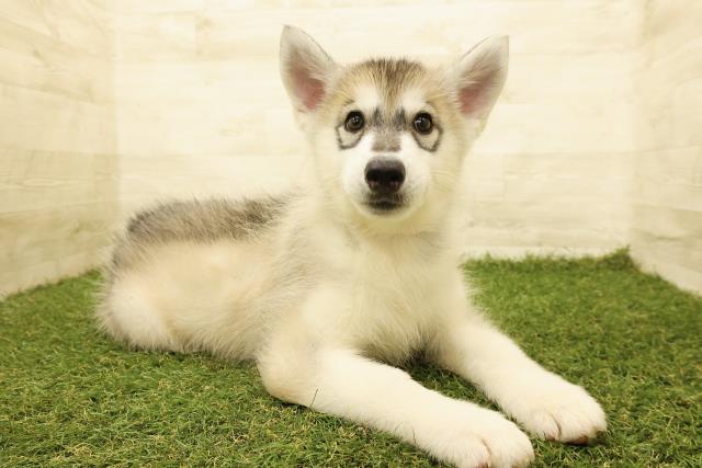 栃木県のシベリアンハスキー (Coo&RIKUFKDインターパーク店/2025年8月8日生まれ/女の子/シルバーホワイト)の子犬の3枚目の画像