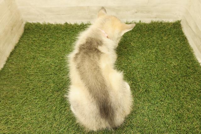 栃木県のシベリアンハスキー (Coo&RIKUFKDインターパーク店/2025年8月8日生まれ/女の子/シルバーホワイト)の子犬の4枚目の画像