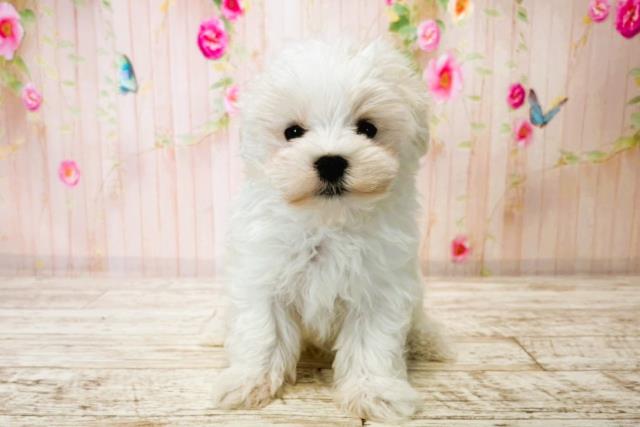 北海道のマルチーズ (Coo&RIKU函館店/2025年8月14日生まれ/男の子/ホワイト)の子犬