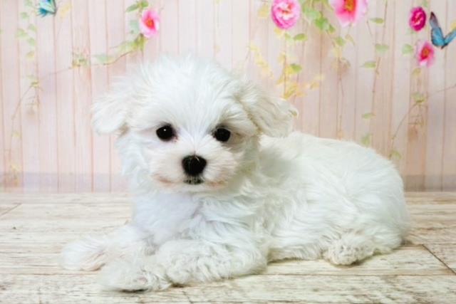 栃木県のマルチーズ (Coo&RIKUFKDインターパーク店/2025年8月14日生まれ/女の子/ホワイト)の子犬の2枚目の画像