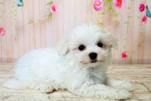 栃木県のマルチーズ (Coo&RIKUFKDインターパーク店/2025年8月14日生まれ/女の子/ホワイト)の子犬の3枚目の画像