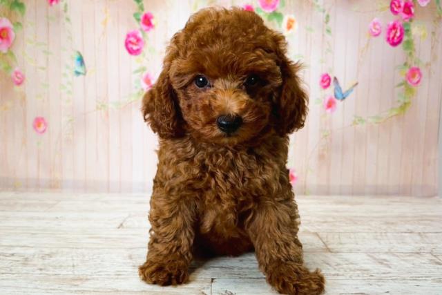 北海道のトイプードル(トイ) (Coo&RIKU札幌東店/2025年8月14日生まれ/男の子/レッド)の子犬