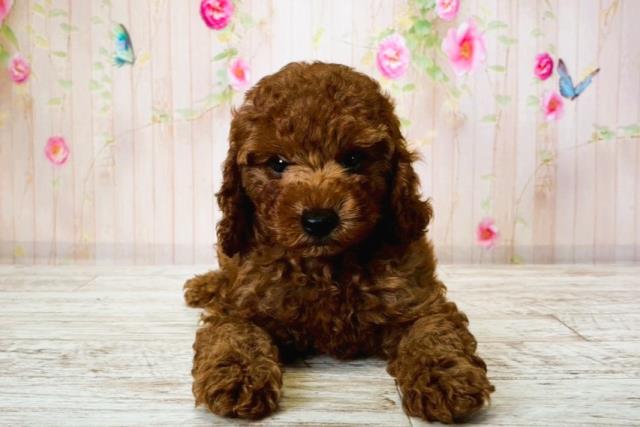 栃木県のトイプードル(トイ) (Coo&RIKUFKDインターパーク店/2025年8月14日生まれ/男の子/レッド)の子犬の1枚目の画像
