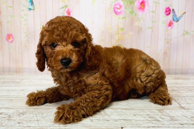 栃木県のトイプードル(トイ) (Coo&RIKUFKDインターパーク店/2025年8月14日生まれ/男の子/レッド)の子犬の2枚目の画像