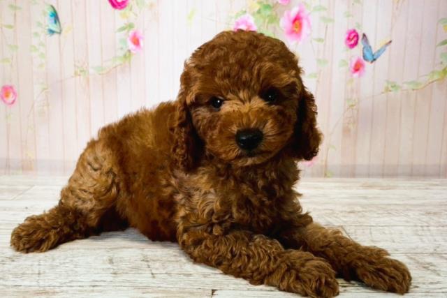 栃木県のトイプードル(トイ) (Coo&RIKUFKDインターパーク店/2025年8月14日生まれ/男の子/レッド)の子犬の3枚目の画像