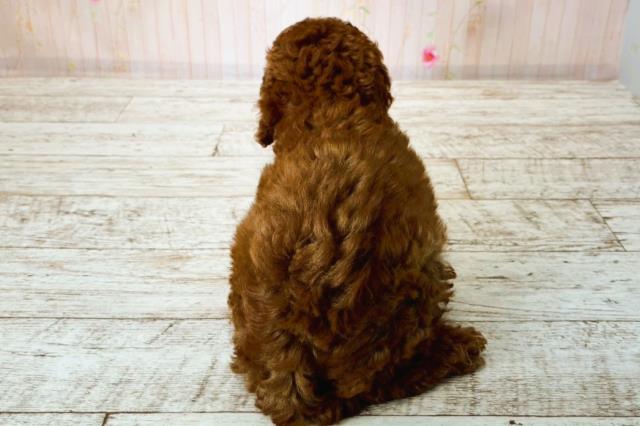 栃木県のトイプードル(トイ) (Coo&RIKUFKDインターパーク店/2025年8月14日生まれ/男の子/レッド)の子犬の4枚目の画像