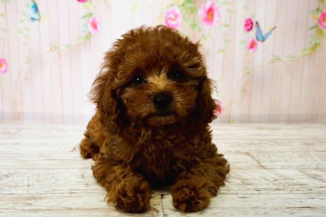 茨城県のトイプードル(トイ) (Coo&RIKU日立店/2025年8月14日生まれ/女の子/レッド)の子犬の1枚目の画像