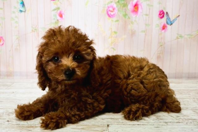 茨城県のトイプードル(トイ) (Coo&RIKU日立店/2025年8月14日生まれ/女の子/レッド)の子犬の2枚目の画像