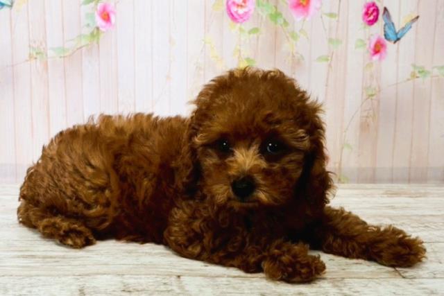 茨城県のトイプードル(トイ) (Coo&RIKU日立店/2025年8月14日生まれ/女の子/レッド)の子犬の3枚目の画像
