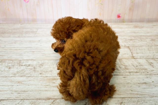 茨城県のトイプードル(トイ) (Coo&RIKU日立店/2025年8月14日生まれ/女の子/レッド)の子犬の4枚目の画像