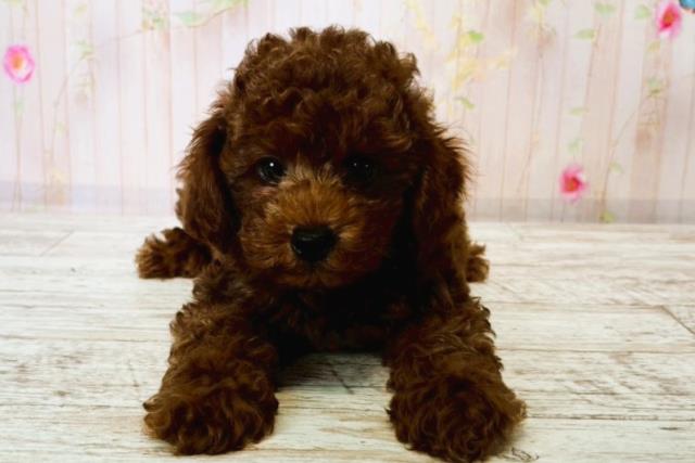 茨城県のトイプードル(トイ) (Coo&RIKU牛久店/2025年8月15日生まれ/男の子/レッド)の子犬の1枚目の画像