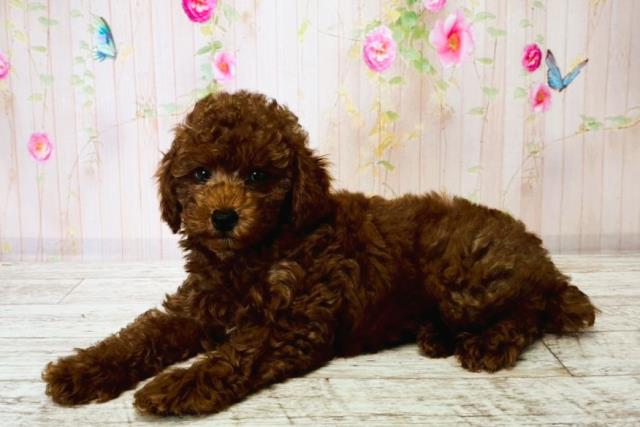 茨城県のトイプードル(トイ) (Coo&RIKU牛久店/2025年8月15日生まれ/男の子/レッド)の子犬の2枚目の画像