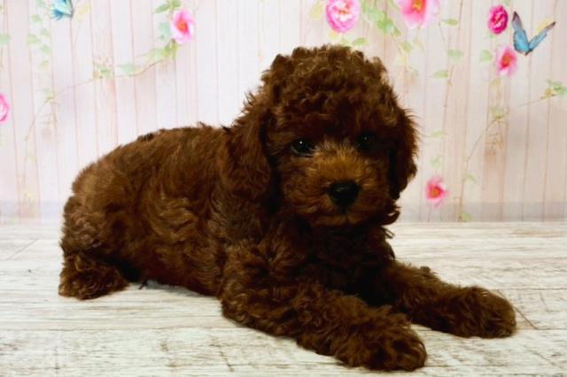 茨城県のトイプードル(トイ) (Coo&RIKU牛久店/2025年8月15日生まれ/男の子/レッド)の子犬の3枚目の画像