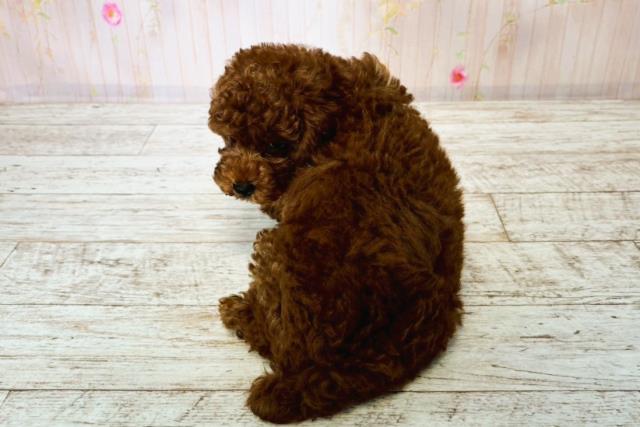 茨城県のトイプードル(トイ) (Coo&RIKU牛久店/2025年8月15日生まれ/男の子/レッド)の子犬の4枚目の画像