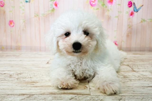 ビション・フリーゼ