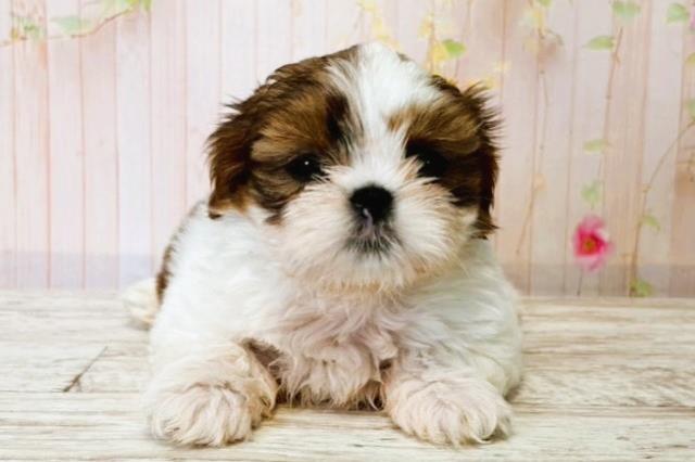 北海道のシーズー (Coo&RIKU札幌東店/2025年8月17日生まれ/男の子/ホワイトゴールド)の子犬の1枚目の画像