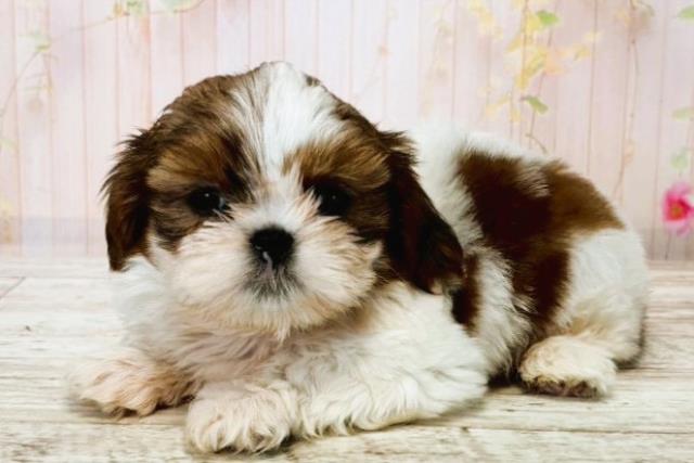 北海道のシーズー (Coo&RIKU札幌東店/2025年8月17日生まれ/男の子/ホワイトゴールド)の子犬の2枚目の画像