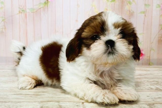 北海道のシーズー (Coo&RIKU札幌東店/2025年8月17日生まれ/男の子/ホワイトゴールド)の子犬の3枚目の画像