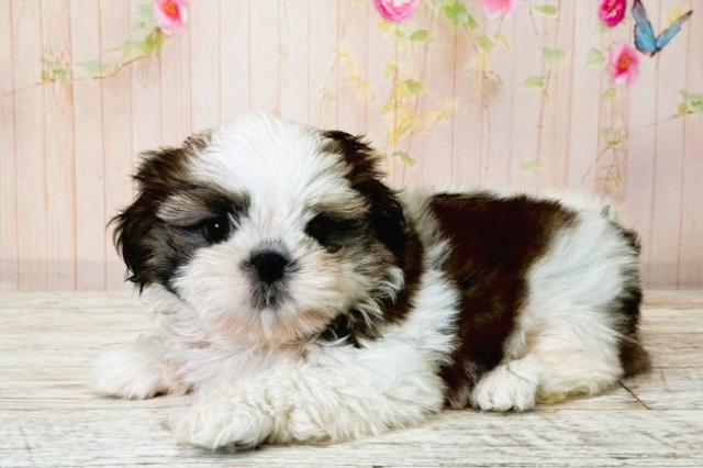 東京都のシーズー (Coo&RIKU八王子西店/2025年8月17日生まれ/女の子/ホワイトゴールド)の子犬の2枚目の画像