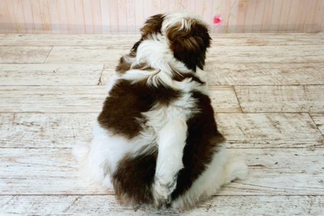 東京都のシーズー (Coo&RIKU八王子西店/2025年8月17日生まれ/女の子/ホワイトゴールド)の子犬の4枚目の画像
