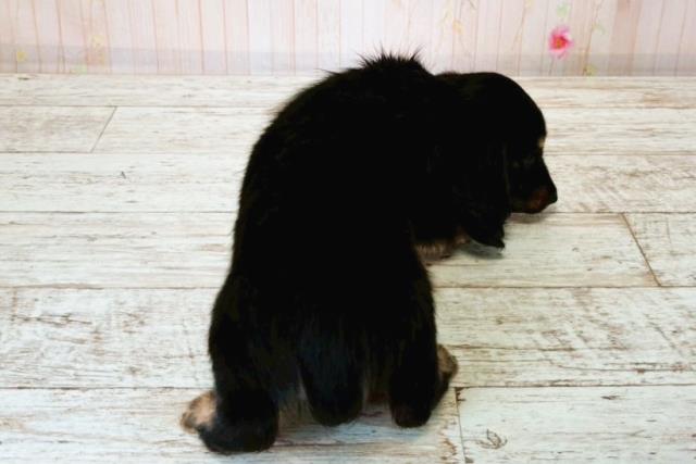 神奈川県のカニンヘンダックスフンド(ロング) (Coo&RIKU藤沢店/2025年8月17日生まれ/女の子/ブラックタン)の子犬の4枚目の画像