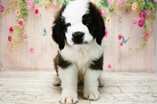 東京都のセントバーナード (Coo&RIKU足立本店/2025年8月14日生まれ/男の子/ブラウンホワイト)の子犬の1枚目の画像