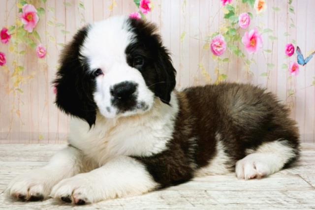 東京都のセントバーナード (Coo&RIKU足立本店/2025年8月14日生まれ/男の子/ブラウンホワイト)の子犬の2枚目の画像