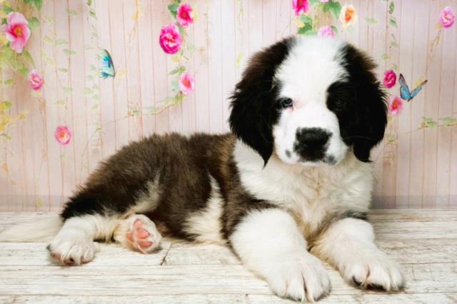 東京都のセントバーナード (Coo&RIKU足立本店/2025年8月14日生まれ/男の子/ブラウンホワイト)の子犬の3枚目の画像