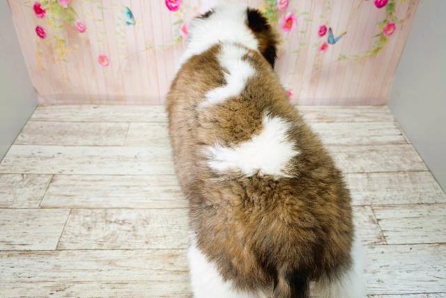 栃木県のセントバーナード (Coo&RIKU宇都宮店/2025年8月14日生まれ/女の子/ブラウンホワイト)の子犬の4枚目の画像