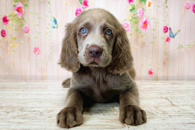 北海道のワイマラナー (Coo&RIKU札幌東店/2025年8月16日生まれ/男の子/グレー)の子犬