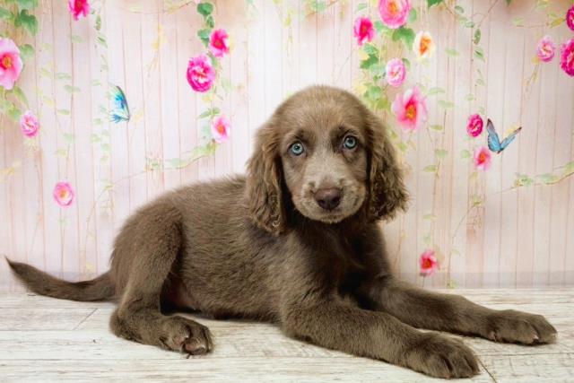 東京都のワイマラナー (Coo&RIKU足立本店/2025年8月16日生まれ/女の子/グレー)の子犬の3枚目の画像