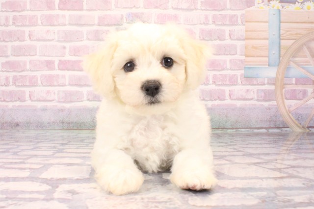 ビション・フリーゼ