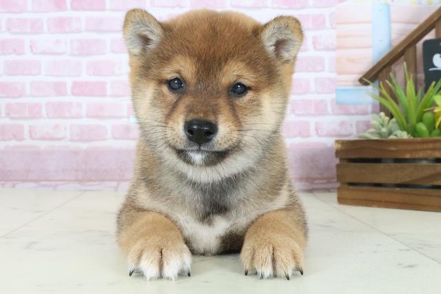 熊本県の柴犬(標準サイズ) (Coo&RIKU熊本店/2025年8月17日生まれ/男の子/赤)の子犬