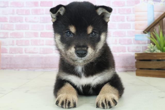 柴犬