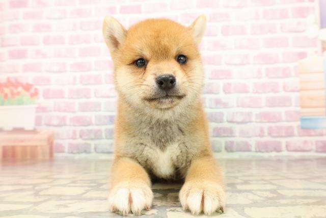 東京都の柴犬(標準サイズ) (Coo&RIKU足立本店/2025年8月18日生まれ/男の子/赤)の子犬