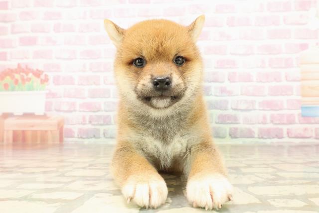 柴犬
