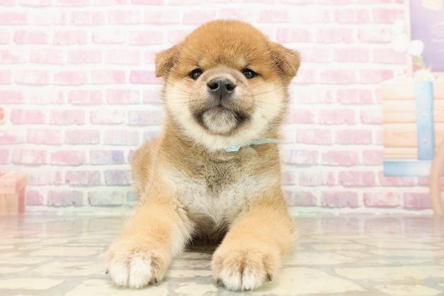 柴犬