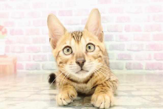 東京都のベンガル (Coo&RIKU中野サンモール店/2025年8月15日生まれ/男の子/ブラウンスポットタビー)の子猫