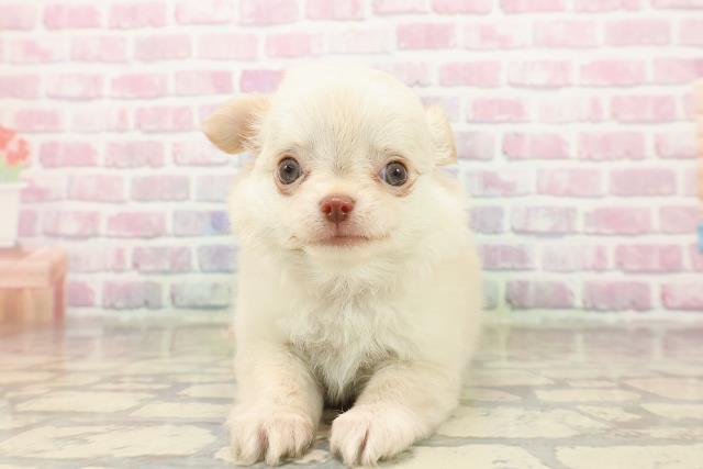 福島県のチワワ(ロング) (Coo&RIKU会津若松店/2025年8月15日生まれ/女の子/クリーム)の子犬