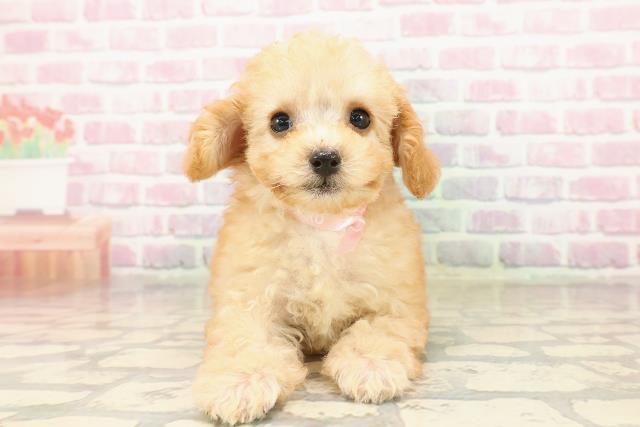 秋田県のトイプードル(トイ) (Coo&RIKU秋田店/2025年8月16日生まれ/女の子/アプリコット)の子犬