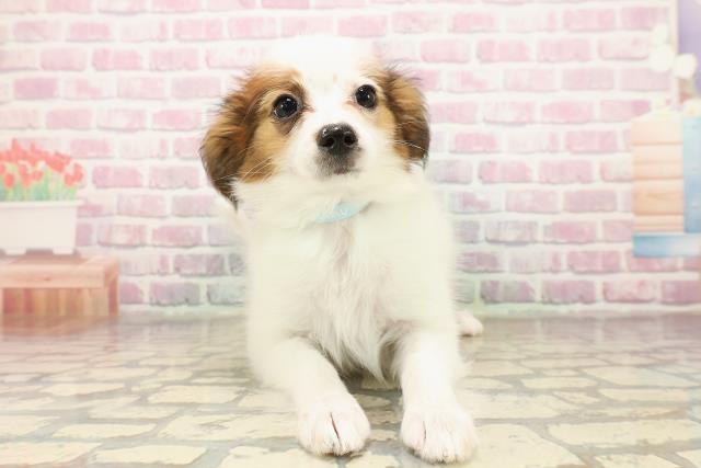 新潟県のパピヨン (Coo&RIKU新潟西店/2025年7月28日生まれ/男の子/ホワイトブラウン)の子犬
