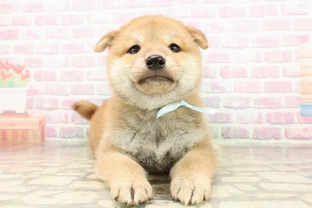 柴犬