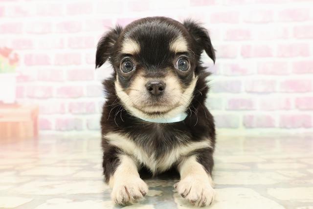 山形県のチワワ(ロング) (Coo&RIKU山形店/2025年8月19日生まれ/男の子/ブラックタン)の子犬