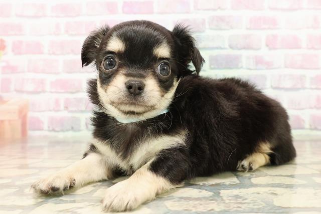 山形県のチワワ(ロング) (Coo&RIKU山形店/2025年8月19日生まれ/男の子/ブラックタン)の子犬の2枚目の画像