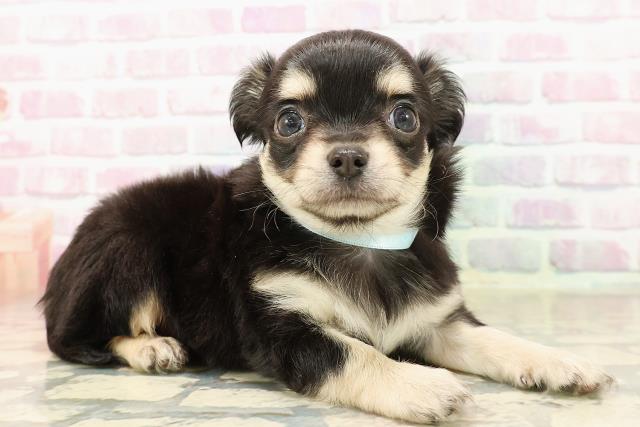 山形県のチワワ(ロング) (Coo&RIKU山形店/2025年8月19日生まれ/男の子/ブラックタン)の子犬の3枚目の画像